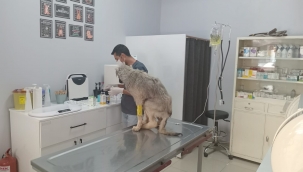 Bitkin bulunan sokak köpeği tedavi altına alındı 
