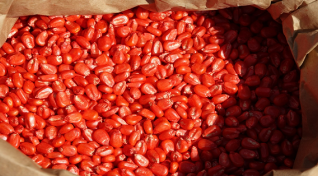 Büyükşehir Belediyesi Mısır Ekimine Başladı