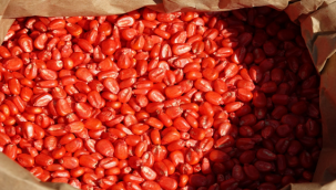 Büyükşehir Belediyesi Mısır Ekimine Başladı