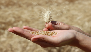  Büyükşehir'den Buğday Hasadı 