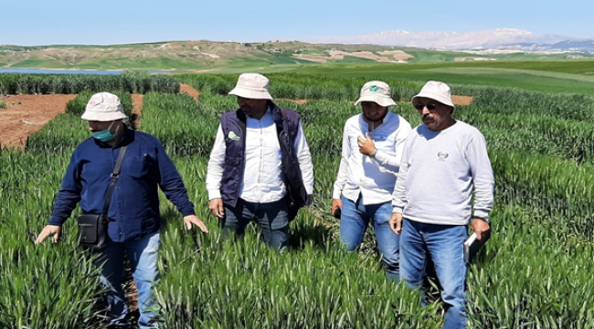 Harran Üniversitesi'nde Kuraklığa Karşı İki Yeni Buğday Çeşidi Geliştirildi