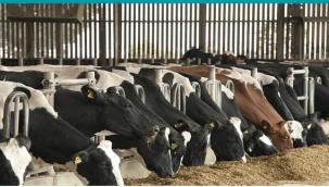 Harran Üniversitesi'nde Ülke hayvancılığına önemli katkı sunacak proje geliştirildi