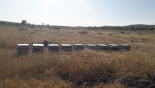 Karacadağ bölgesinde arı konaklama yerleri düzenleniyor