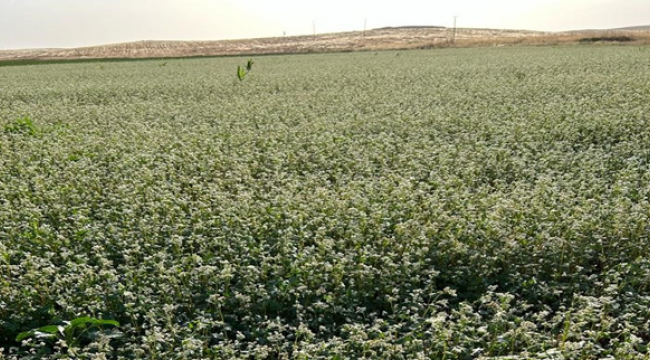 Şanlıurfa'da 20 dönüm alana karabuğday ekimi yapıldı