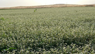 Şanlıurfa'da 20 dönüm alana karabuğday ekimi yapıldı