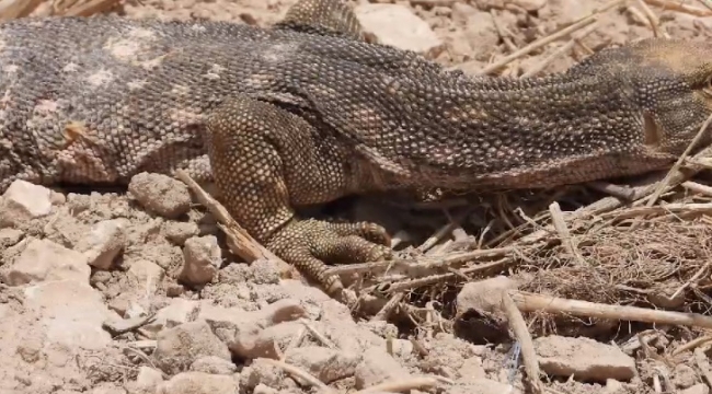 Şanlıurfa'da çöl varanı tedavisinin ardından doğaya bırakıldı