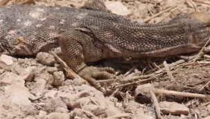 Şanlıurfa'da çöl varanı tedavisinin ardından doğaya bırakıldı