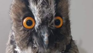 Şanlıurfa'da kulaklı orman baykuşu koruma altına alındı