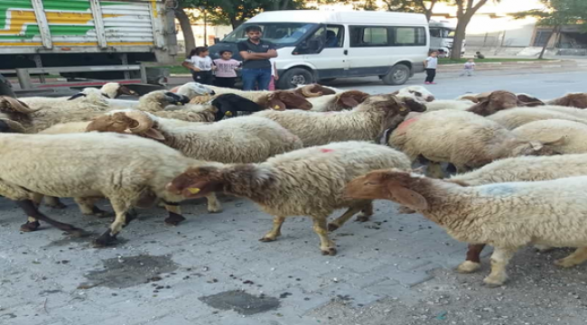Şanlıurfa'da kurban satışlarında hareketlilik!