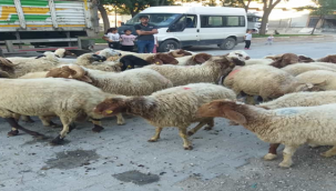 Şanlıurfa'da kurban satışlarında hareketlilik!
