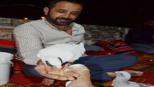 Şanlıurfa'da Kuşçuluk Bir Merak Bir Tutkudur