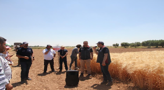 Urfa'da geliştirilen arpa ve buğday 20 çeşit tanıtıldı