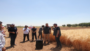 Urfa'da geliştirilen arpa ve buğday 20 çeşit tanıtıldı