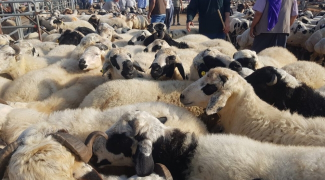 Urfa'da kurbanlıklar görücüye çıktı!