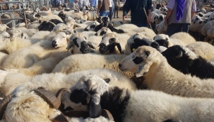 Urfa'da kurbanlıklar görücüye çıktı!