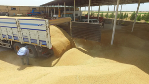 Urfa'nın tescilli ürününde hasat zaman