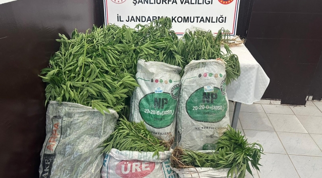 Viranşehir'de JASAT timi den büyük uyuşturucu operasyonu