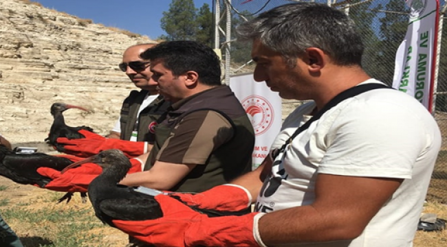 GPRS cihazı takıldı! Göç yolları izlenecek