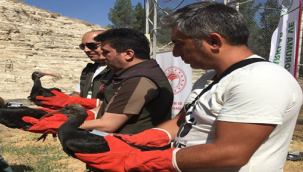 GPRS cihazı takıldı! Göç yolları izlenecek