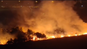 Şanlıurfa'da orman yangını!