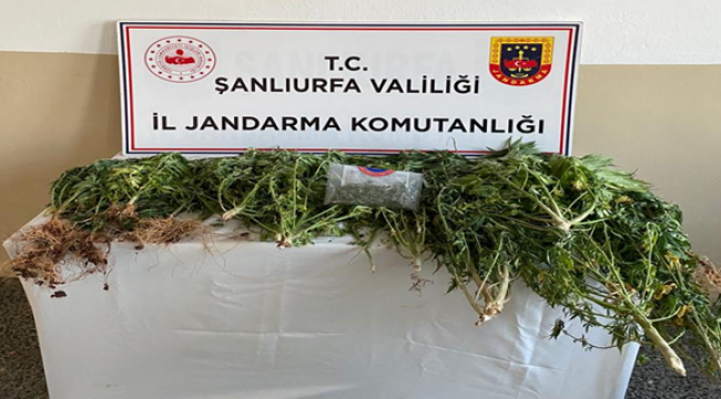 Şanlıurfa'da uyuşturucu operasyonu, 5 gözaltı