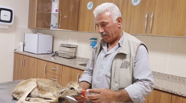 Şanlıurfa'da yaralı Ceylan tedavi altın alındı
