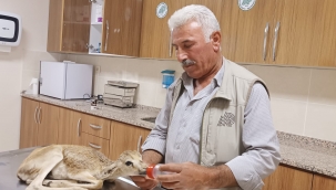 Şanlıurfa'da yaralı Ceylan tedavi altın alındı