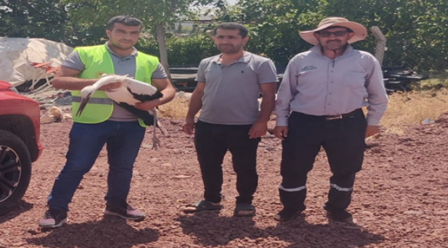 Şanlıurfa'da yavru Leylak bitkin halde bulundu!