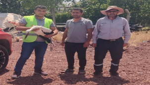 Şanlıurfa'da yavru Leylak bitkin halde bulundu!