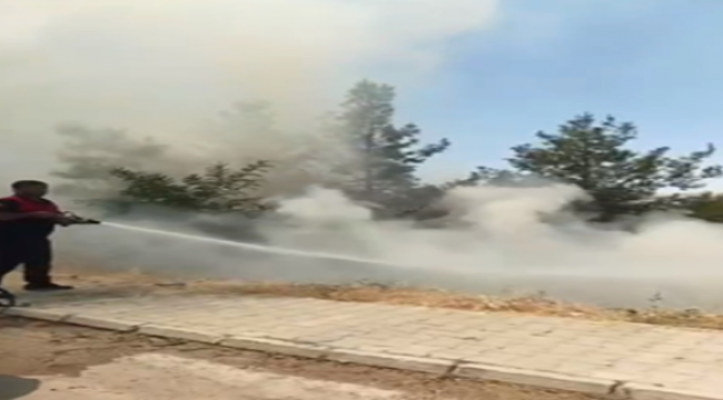 Şanlıurfa'daki Orman yangınında 1 tutuklama