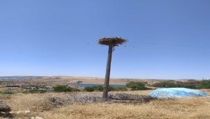 Yuvadan düşen yavru leylek yerine koyuldu