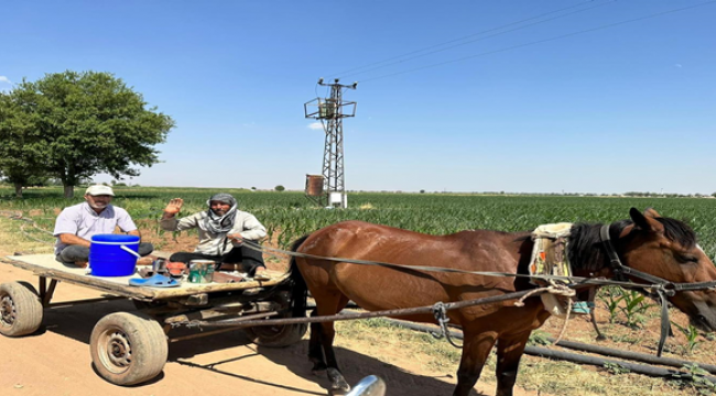 At Arabası Geri Döndü