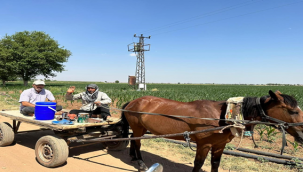 At Arabası Geri Döndü