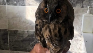 Birecik ilçesinde yaralı halde bulundu