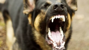 Bozova'da kuduz vakası 