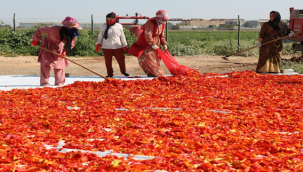 Büyükşehir'de İsot Hasadı Başladı