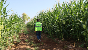 Büyükşehir, Mısır'da istenilen kaliteye ulaştı 