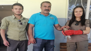 Şanlıurfa'da doğada bulunan yaralı kerkenez kuşu tedaviye alındı