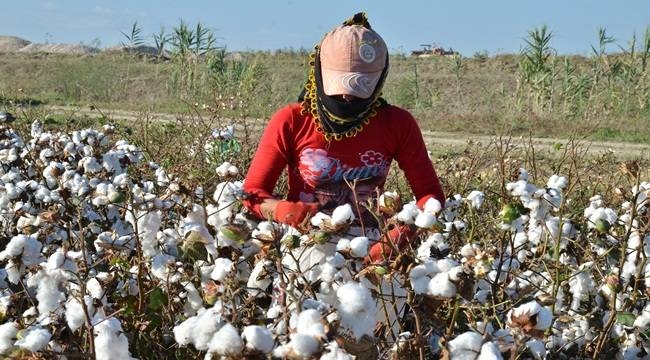 Şanlıurfa'da pamuğun satış fiyatı açıklandı!