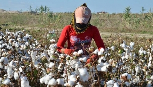 Şanlıurfa'da pamuğun satış fiyatı açıklandı!