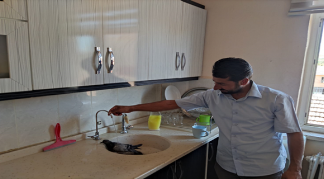 Sıcaktan Bunalan Güvercin Müftülük Binasına Sığındı