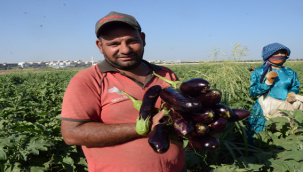 Türkiye'nin birçok noktasına ihraç ediliyor