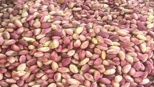 Urfa fıstığı cep yakıyor!