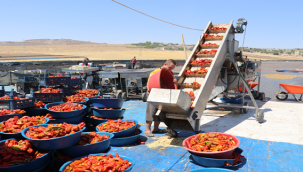 Urfa isotu cep yakacak