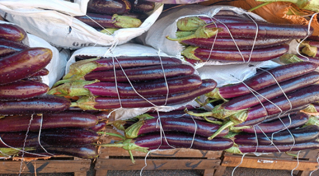 Birecik Patlıcanı azalıyor mu?