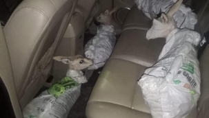 Ceylanları çuvala koyup, gözlerini bağladılar!