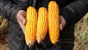 Şanlıurfa'da Mısırın fiyatı belli oldu!