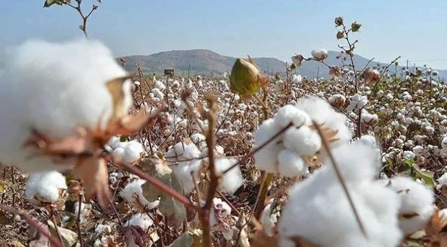Şanlıurfa'da pamuk fiyatı açıklandı!