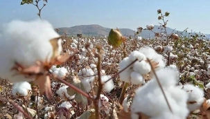 Şanlıurfa'da pamuk fiyatı açıklandı!