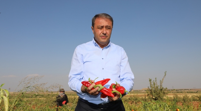 Şanlıurfa Valisi Hasan Şıldak, tarlada isot topladı
